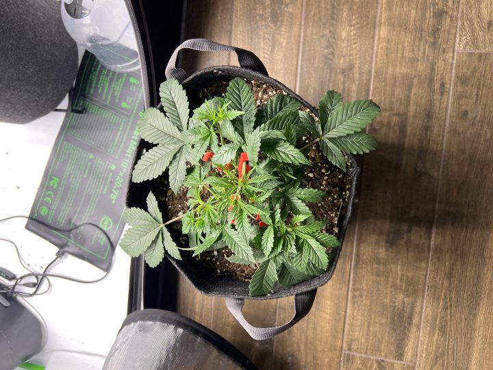 White Wedding, Blueberry Sugar, PURPLE BERRY, Sweet Flurry (Selfie Seeds), GWM — journal photo