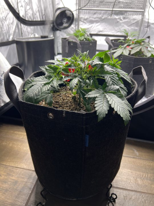 White Wedding, Blueberry Sugar, PURPLE BERRY, Sweet Flurry (Selfie Seeds), GWM — journal photo