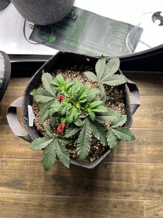 White Wedding, Blueberry Sugar, PURPLE BERRY, Sweet Flurry (Selfie Seeds), GWM — journal photo