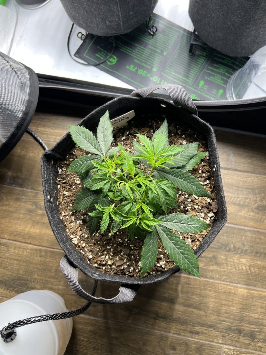 White Wedding, Blueberry Sugar, PURPLE BERRY, Sweet Flurry (Selfie Seeds), GWM — journal photo