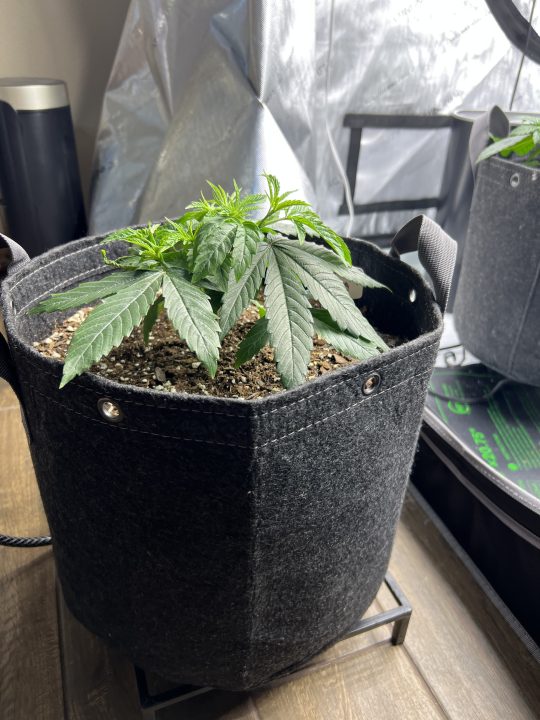 White Wedding, Blueberry Sugar, PURPLE BERRY, Sweet Flurry (Selfie Seeds), GWM — journal photo