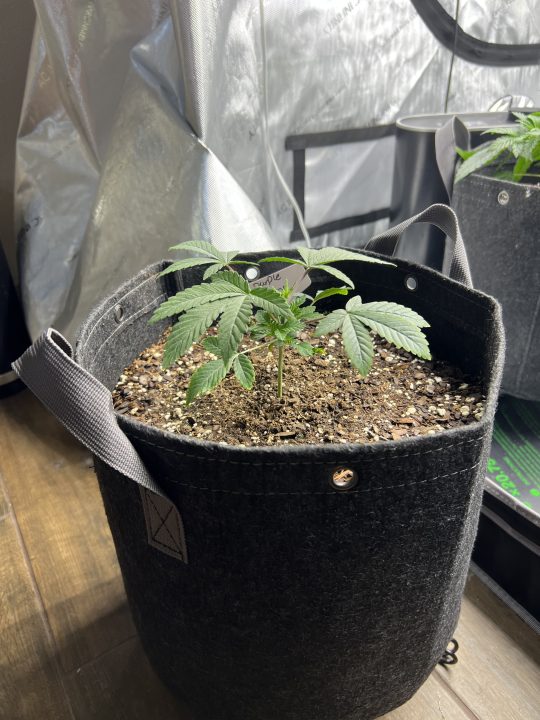 White Wedding, Blueberry Sugar, PURPLE BERRY, Sweet Flurry (Selfie Seeds), GWM — journal photo
