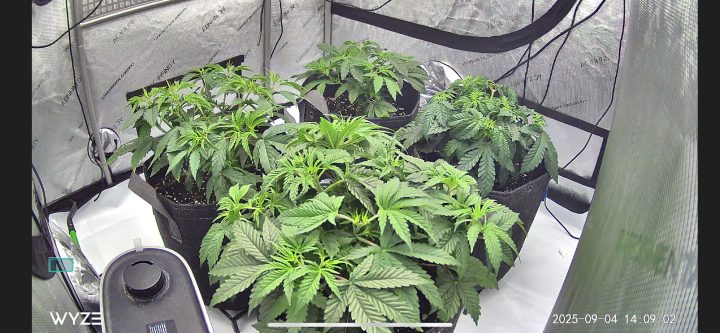 White Wedding, Blueberry Sugar, PURPLE BERRY, Sweet Flurry (Selfie Seeds), GWM — journal photo