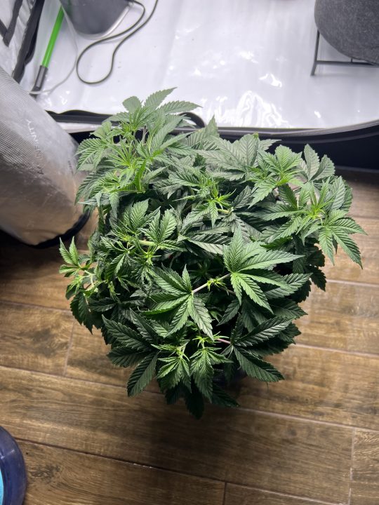 White Wedding, Blueberry Sugar, PURPLE BERRY, Sweet Flurry (Selfie Seeds), GWM — journal photo