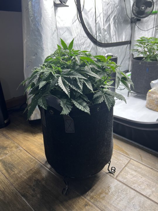 White Wedding, Blueberry Sugar, PURPLE BERRY, Sweet Flurry (Selfie Seeds), GWM — journal photo