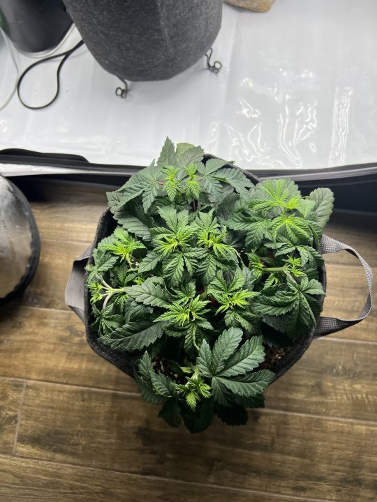 White Wedding, Blueberry Sugar, PURPLE BERRY, Sweet Flurry (Selfie Seeds), GWM — journal photo