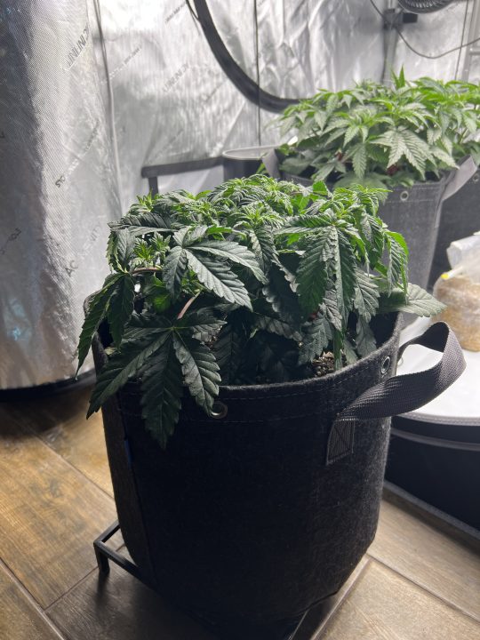 White Wedding, Blueberry Sugar, PURPLE BERRY, Sweet Flurry (Selfie Seeds), GWM — journal photo