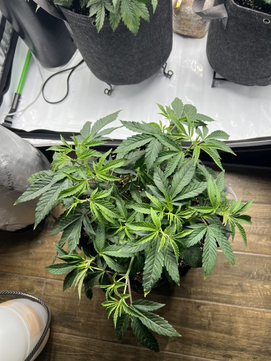 White Wedding, Blueberry Sugar, PURPLE BERRY, Sweet Flurry (Selfie Seeds), GWM — journal photo
