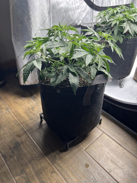 White Wedding, Blueberry Sugar, PURPLE BERRY, Sweet Flurry (Selfie Seeds), GWM — journal photo