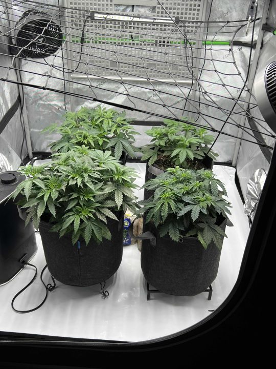 White Wedding, Blueberry Sugar, PURPLE BERRY, Sweet Flurry (Selfie Seeds), GWM — journal photo