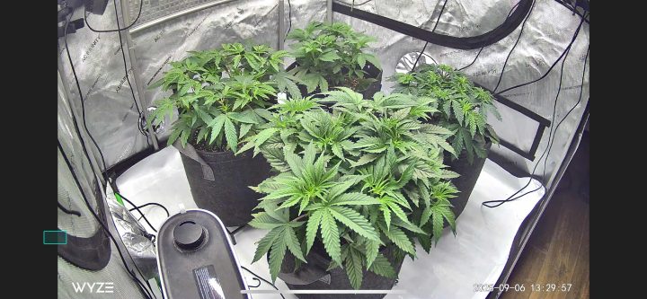 White Wedding, Blueberry Sugar, PURPLE BERRY, Sweet Flurry (Selfie Seeds), GWM — journal photo