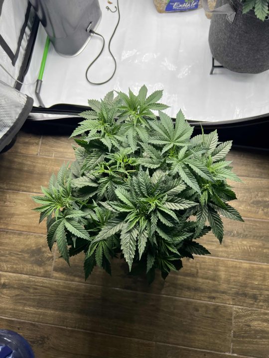 White Wedding, Blueberry Sugar, PURPLE BERRY, Sweet Flurry (Selfie Seeds), GWM — journal photo