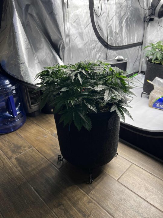 White Wedding, Blueberry Sugar, PURPLE BERRY, Sweet Flurry (Selfie Seeds), GWM — journal photo