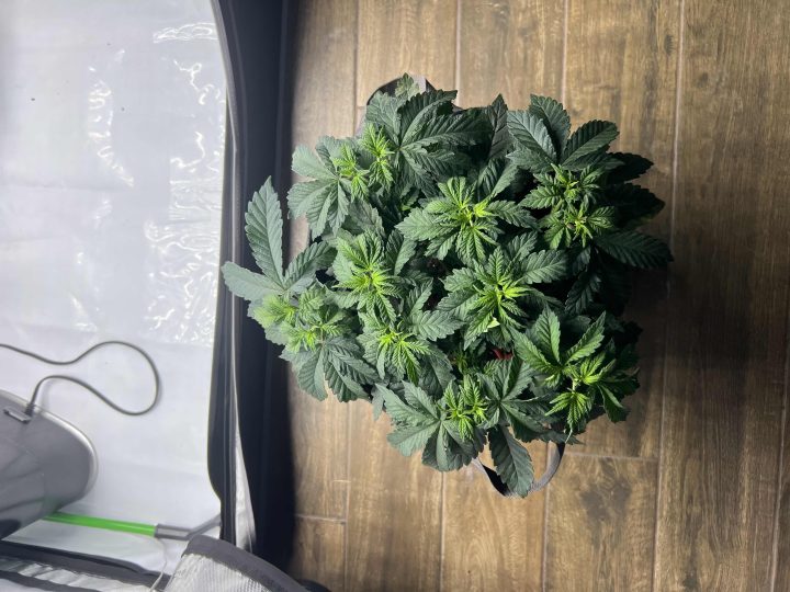White Wedding, Blueberry Sugar, PURPLE BERRY, Sweet Flurry (Selfie Seeds), GWM — journal photo