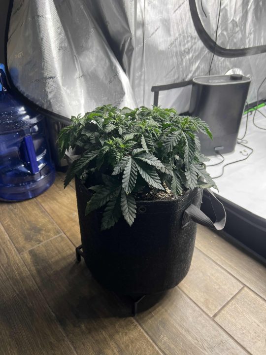 White Wedding, Blueberry Sugar, PURPLE BERRY, Sweet Flurry (Selfie Seeds), GWM — journal photo