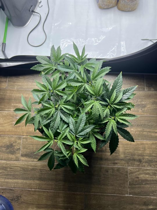 White Wedding, Blueberry Sugar, PURPLE BERRY, Sweet Flurry (Selfie Seeds), GWM — journal photo