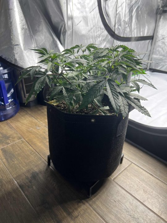 White Wedding, Blueberry Sugar, PURPLE BERRY, Sweet Flurry (Selfie Seeds), GWM — journal photo