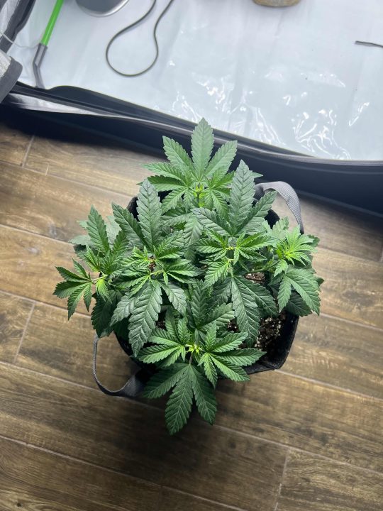White Wedding, Blueberry Sugar, PURPLE BERRY, Sweet Flurry (Selfie Seeds), GWM — journal photo