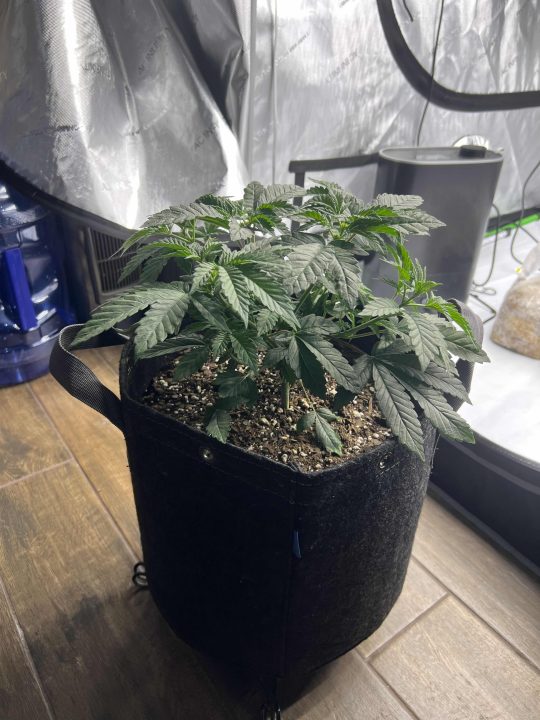 White Wedding, Blueberry Sugar, PURPLE BERRY, Sweet Flurry (Selfie Seeds), GWM — journal photo