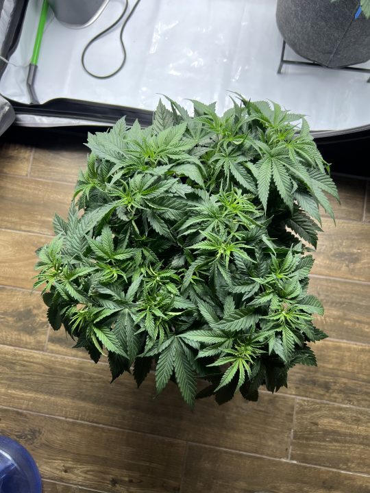 White Wedding, Blueberry Sugar, PURPLE BERRY, Sweet Flurry (Selfie Seeds), GWM — journal photo