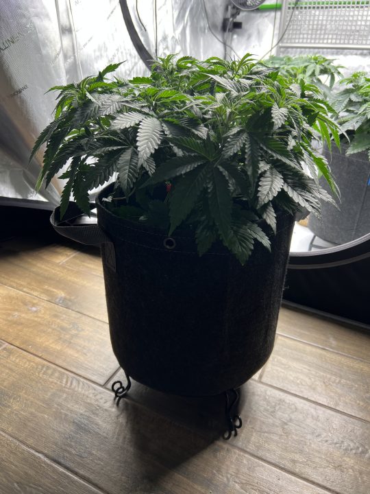 White Wedding, Blueberry Sugar, PURPLE BERRY, Sweet Flurry (Selfie Seeds), GWM — journal photo