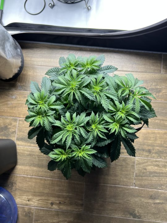 White Wedding, Blueberry Sugar, PURPLE BERRY, Sweet Flurry (Selfie Seeds), GWM — journal photo