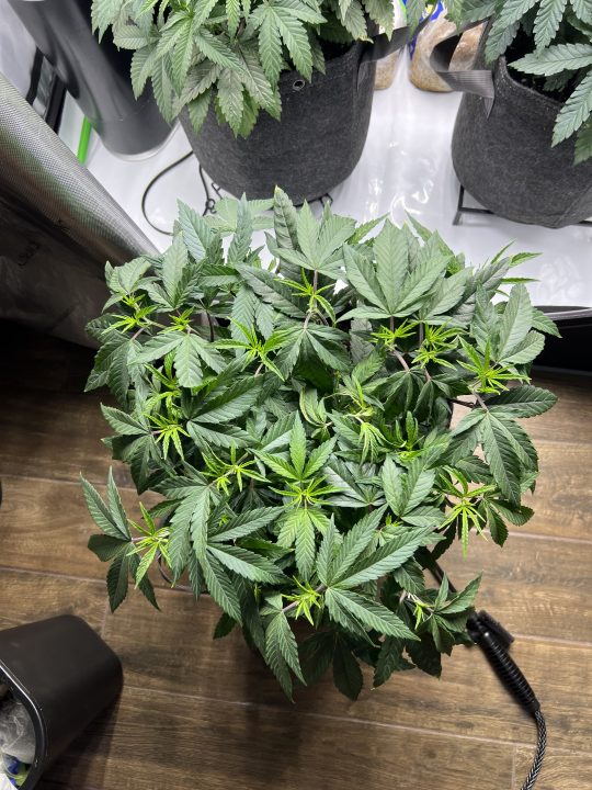 White Wedding, Blueberry Sugar, PURPLE BERRY, Sweet Flurry (Selfie Seeds), GWM — journal photo