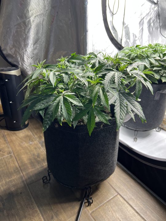 White Wedding, Blueberry Sugar, PURPLE BERRY, Sweet Flurry (Selfie Seeds), GWM — journal photo