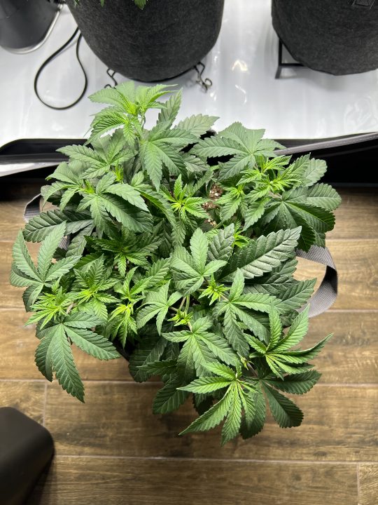 White Wedding, Blueberry Sugar, PURPLE BERRY, Sweet Flurry (Selfie Seeds), GWM — journal photo