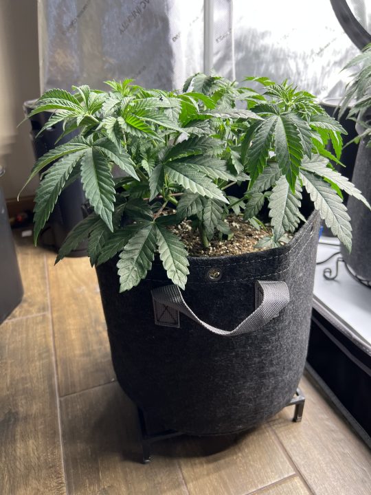 White Wedding, Blueberry Sugar, PURPLE BERRY, Sweet Flurry (Selfie Seeds), GWM — journal photo