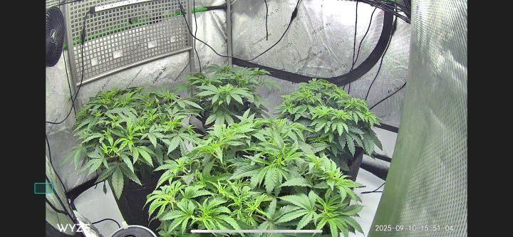 White Wedding, Blueberry Sugar, PURPLE BERRY, Sweet Flurry (Selfie Seeds), GWM — journal photo