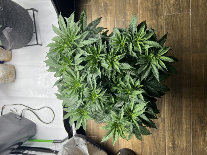 White Wedding, Blueberry Sugar, PURPLE BERRY, Sweet Flurry (Selfie Seeds), GWM — journal photo