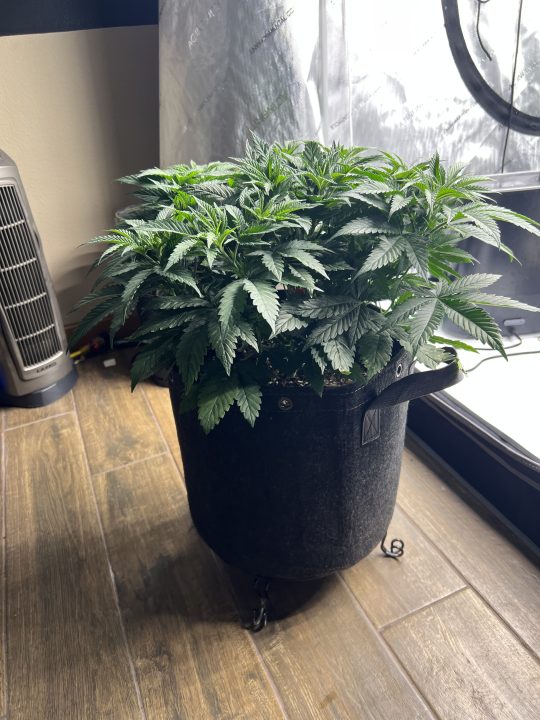 White Wedding, Blueberry Sugar, PURPLE BERRY, Sweet Flurry (Selfie Seeds), GWM — journal photo