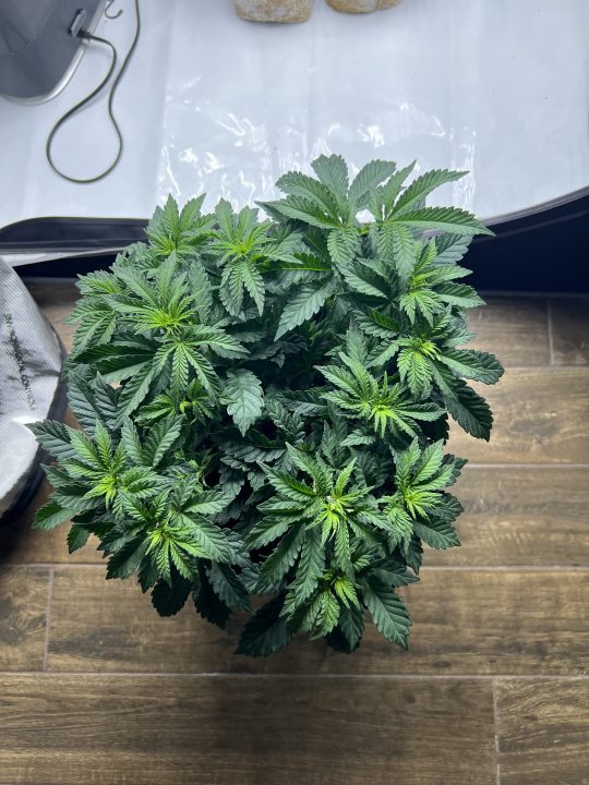 White Wedding, Blueberry Sugar, PURPLE BERRY, Sweet Flurry (Selfie Seeds), GWM — journal photo
