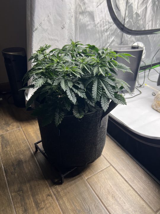 White Wedding, Blueberry Sugar, PURPLE BERRY, Sweet Flurry (Selfie Seeds), GWM — journal photo