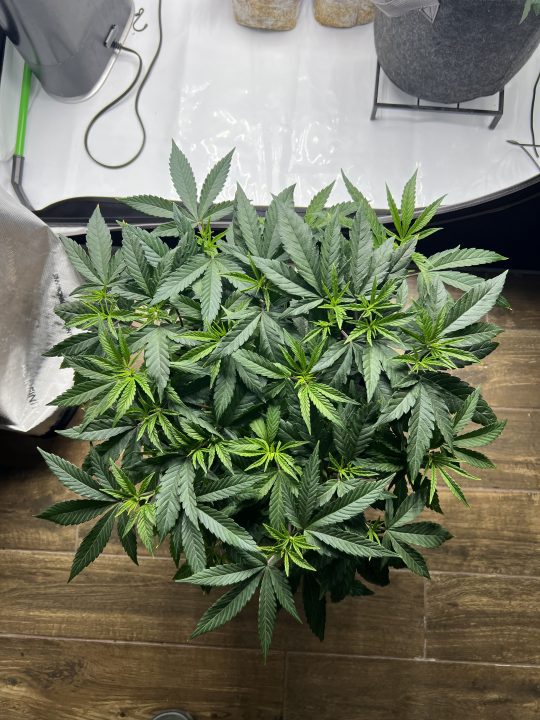 White Wedding, Blueberry Sugar, PURPLE BERRY, Sweet Flurry (Selfie Seeds), GWM — journal photo