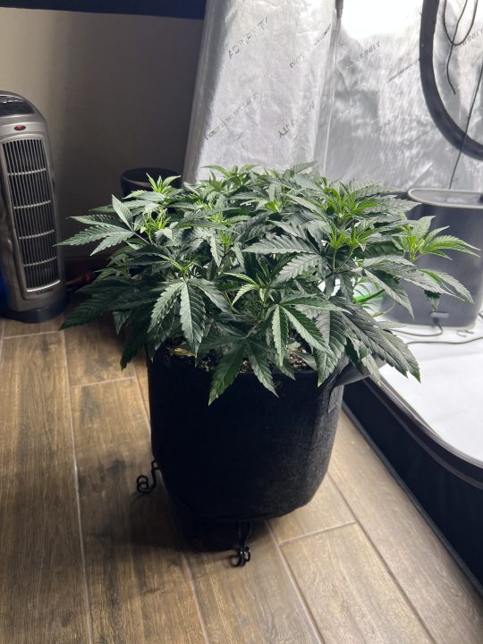 White Wedding, Blueberry Sugar, PURPLE BERRY, Sweet Flurry (Selfie Seeds), GWM — journal photo