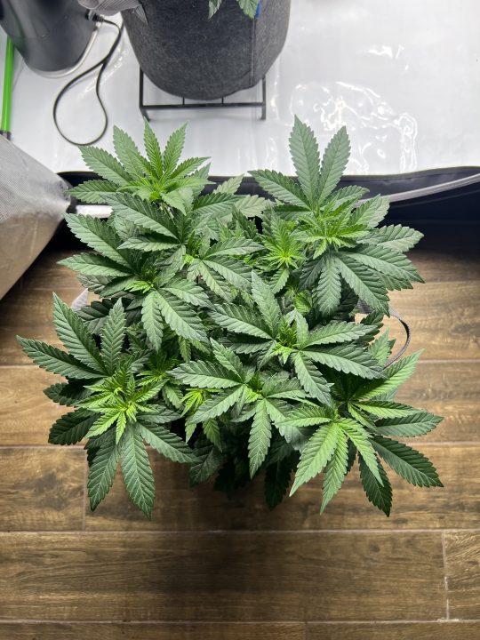 White Wedding, Blueberry Sugar, PURPLE BERRY, Sweet Flurry (Selfie Seeds), GWM — journal photo