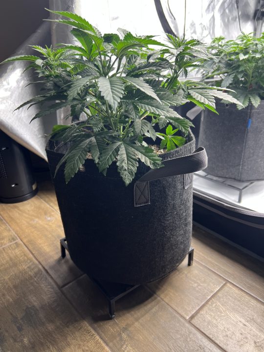 White Wedding, Blueberry Sugar, PURPLE BERRY, Sweet Flurry (Selfie Seeds), GWM — journal photo