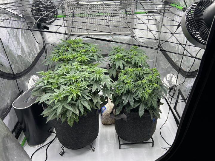White Wedding, Blueberry Sugar, PURPLE BERRY, Sweet Flurry (Selfie Seeds), GWM — journal photo