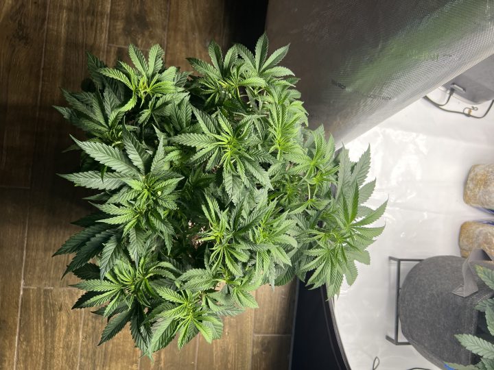 White Wedding, Blueberry Sugar, PURPLE BERRY, Sweet Flurry (Selfie Seeds), GWM — journal photo