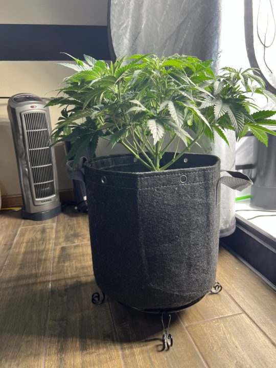 White Wedding, Blueberry Sugar, PURPLE BERRY, Sweet Flurry (Selfie Seeds), GWM — journal photo