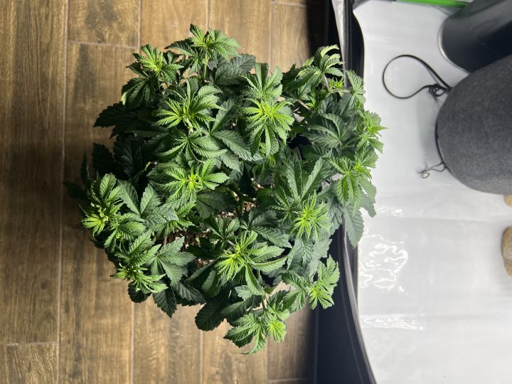 White Wedding, Blueberry Sugar, PURPLE BERRY, Sweet Flurry (Selfie Seeds), GWM — journal photo