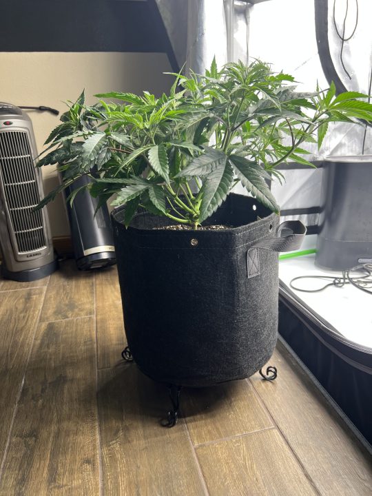 White Wedding, Blueberry Sugar, PURPLE BERRY, Sweet Flurry (Selfie Seeds), GWM — journal photo