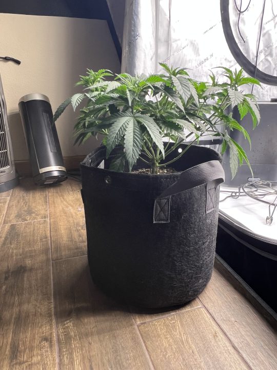 White Wedding, Blueberry Sugar, PURPLE BERRY, Sweet Flurry (Selfie Seeds), GWM — journal photo