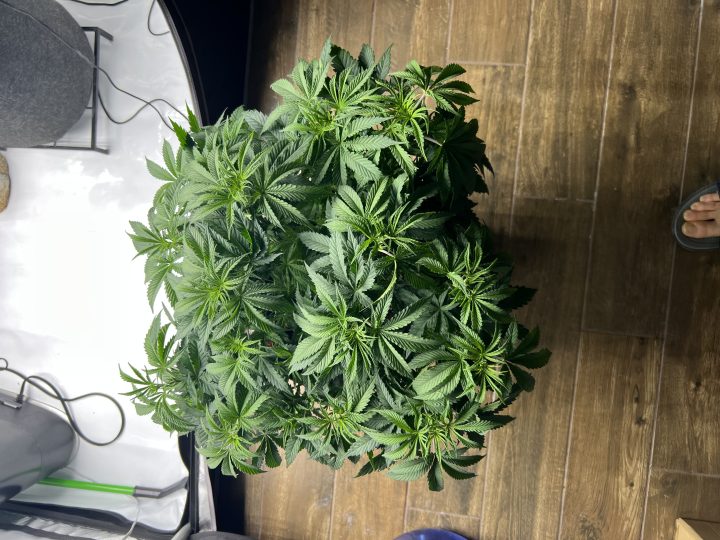 White Wedding, Blueberry Sugar, PURPLE BERRY, Sweet Flurry (Selfie Seeds), GWM — journal photo