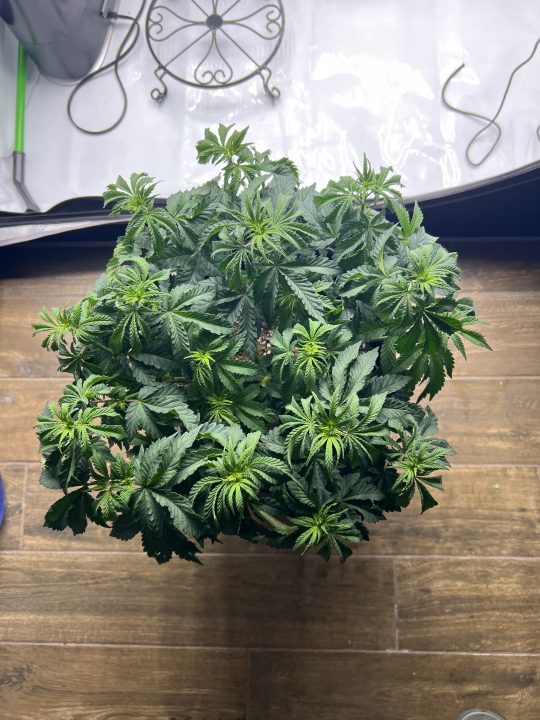 White Wedding, Blueberry Sugar, PURPLE BERRY, Sweet Flurry (Selfie Seeds), GWM — journal photo