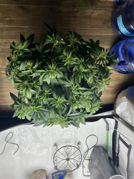 White Wedding, Blueberry Sugar, PURPLE BERRY, Sweet Flurry (Selfie Seeds), GWM — journal photo