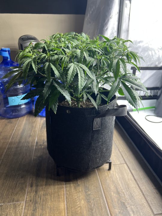 White Wedding, Blueberry Sugar, PURPLE BERRY, Sweet Flurry (Selfie Seeds), GWM — journal photo