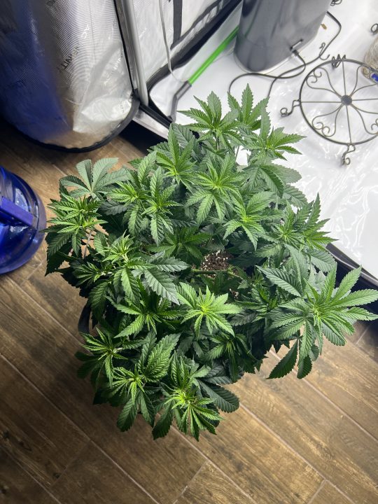 White Wedding, Blueberry Sugar, PURPLE BERRY, Sweet Flurry (Selfie Seeds), GWM — journal photo